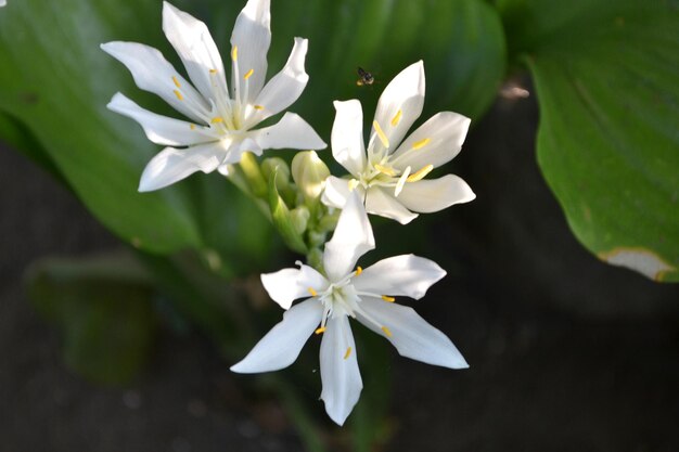 Close-up of white flowers blooming outdoors