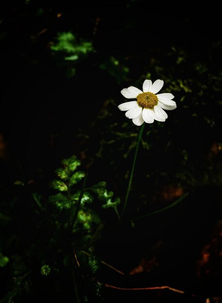 Close-up of white flowers blooming outdoors