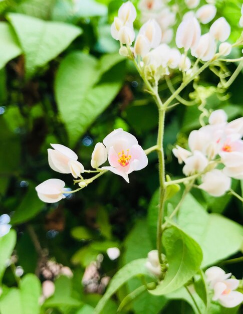 Close-up of white flowers blooming outdoors