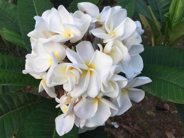 Close-up of white flowers blooming outdoors