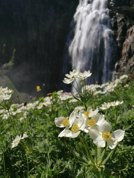 Close-up of white flowers blooming outdoors