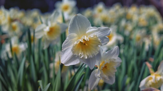 Foto close-up di fiori bianchi che fioriscono all'aperto