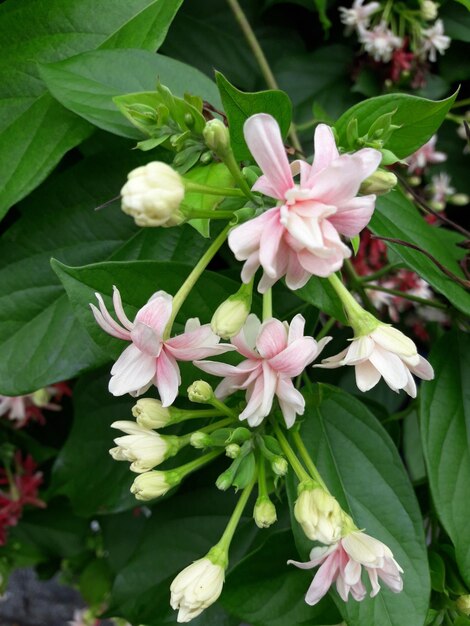 Close-up of white flowers blooming outdoors