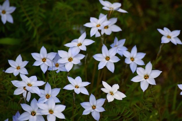 Photo close-up of white flowers blooming outdoors