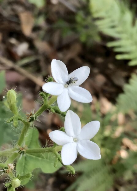 Foto close-up di fiori bianchi che fioriscono all'aperto