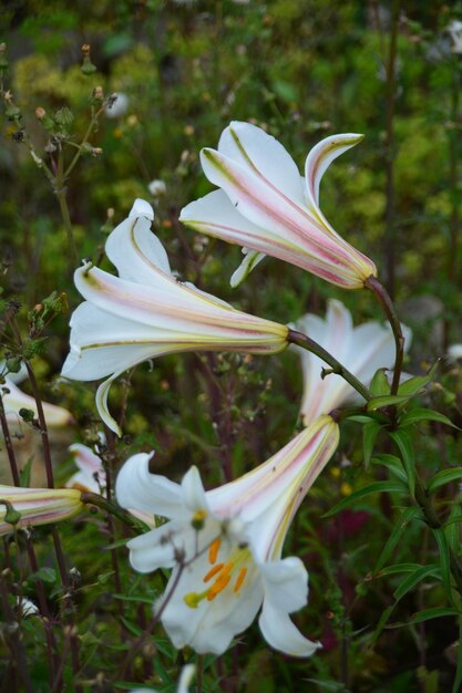 Photo close-up of white flowers blooming outdoors