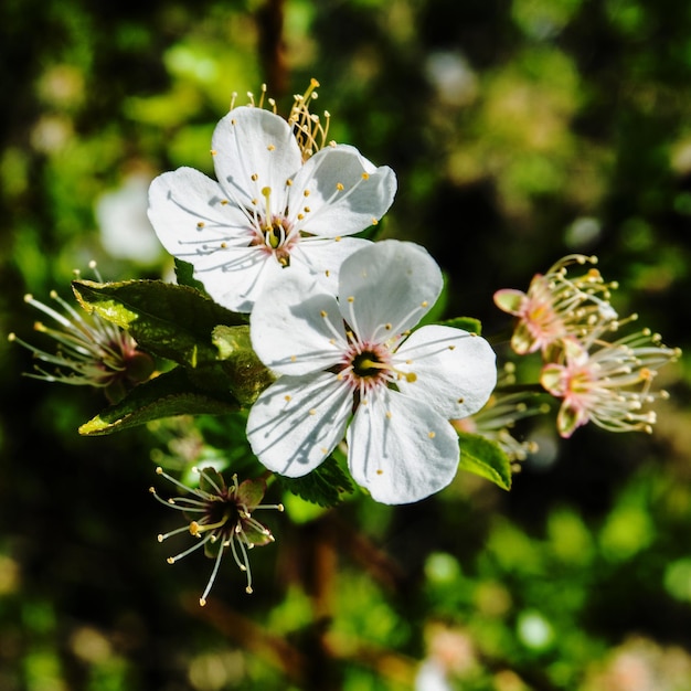 close-up of white flowers blooming outdoors