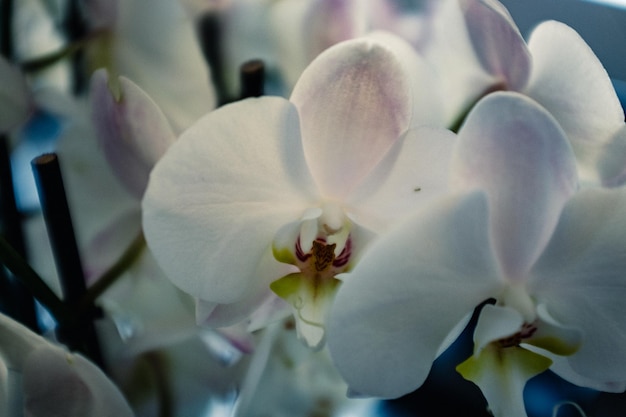 Close-up of white flowers blooming in park