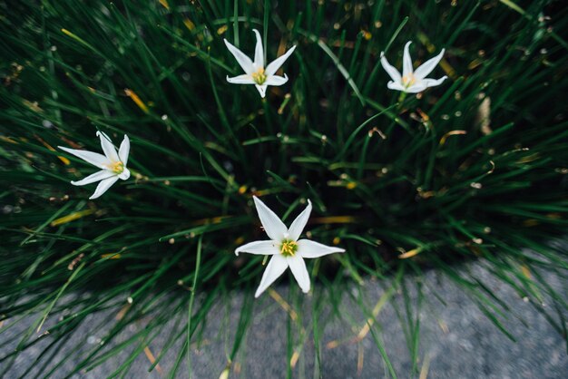 Foto close-up di fiori bianchi in fiore nel parco