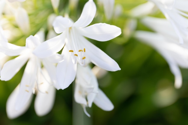 Photo close-up of white flowers blooming in park