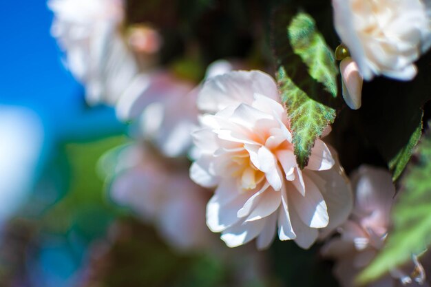 Close-up of white flowers blooming in park