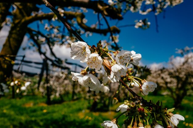 Close-up of white flowers blooming in park