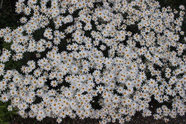 Photo close-up of white flowers blooming on tree