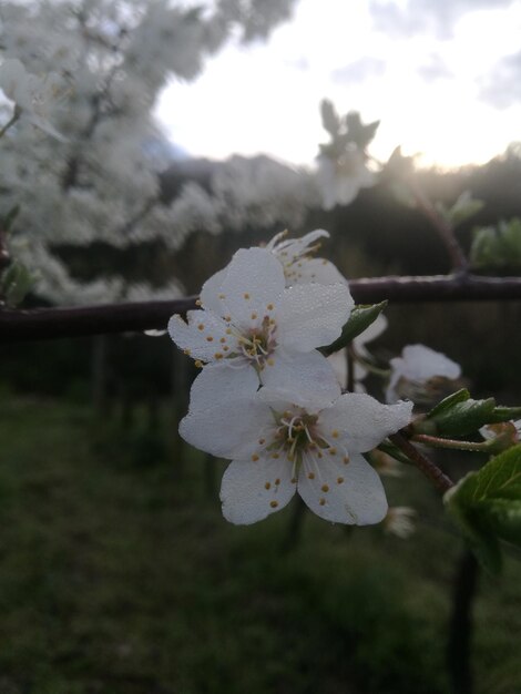 Close-up of white flowers blooming on tree