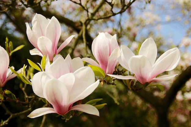 Foto close-up di fiori bianchi che fioriscono sull'albero