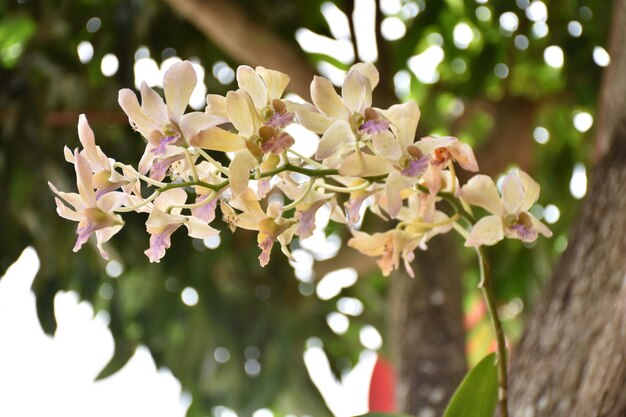 Close-up of white flowers blooming on tree