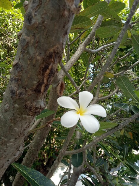 Close-up of white flowers blooming on tree