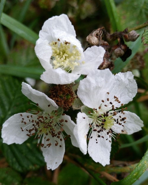 Close-up of white flowers blooming
