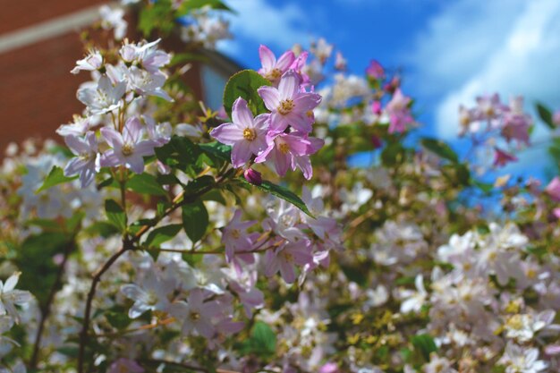 Close-up of white flowers blooming