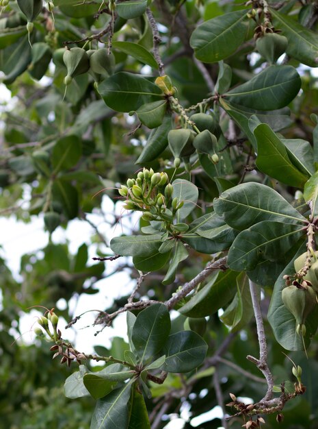 Photo close-up of white flowers on branch