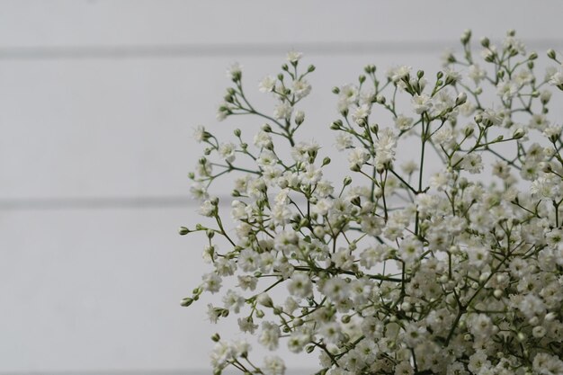 Foto prossimo piano dei fiori bianchi sul ramo