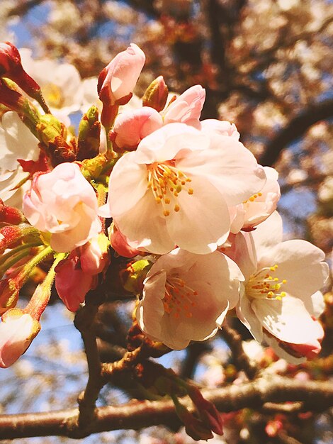 Foto prossimo piano dei fiori bianchi sul ramo