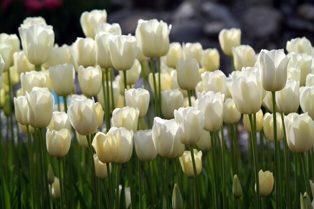 野原 の 白い 花 の クローズアップ