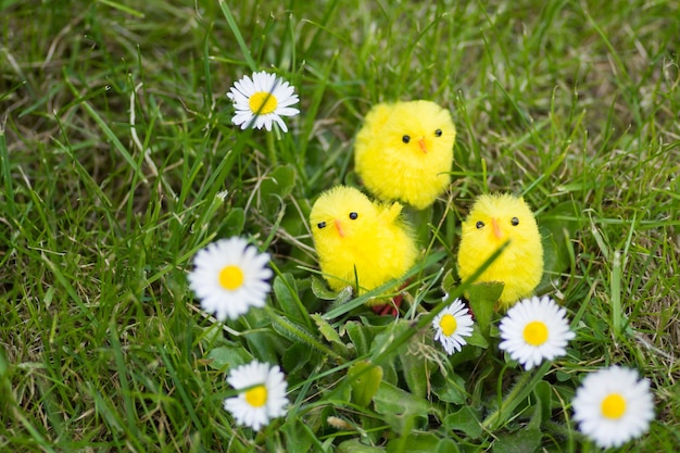 Foto prossimo piano di fiori bianchi in campo