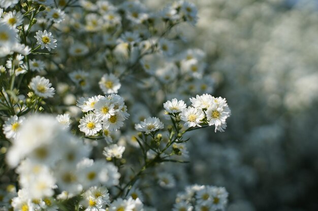 Foto chiudere i fiori bianchi per far crescere le piante per un giardino bianco