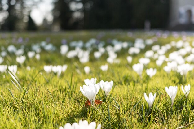 Close-up of white flowers growing in field