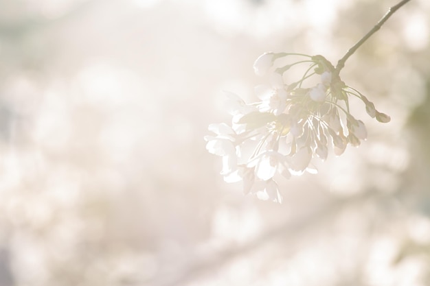 外で育つ白い花のクローズアップ