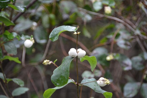 Photo close-up of white flowers growing on tree