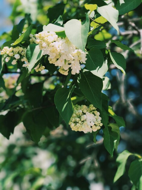 Close-up of white flowers growing on tree