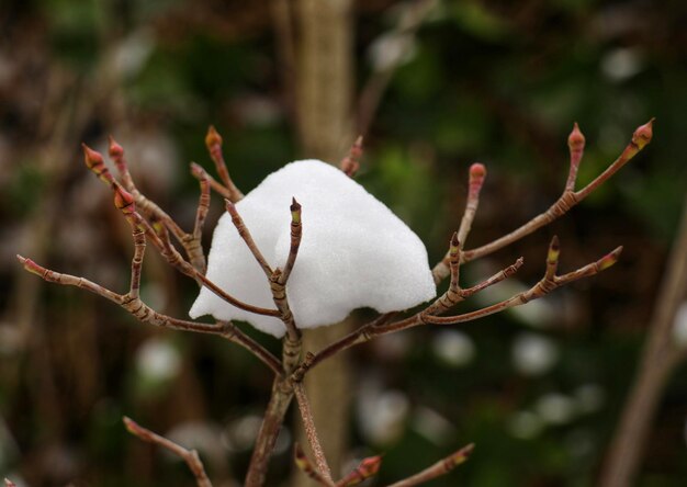 Close-up of white flowers growing on tree