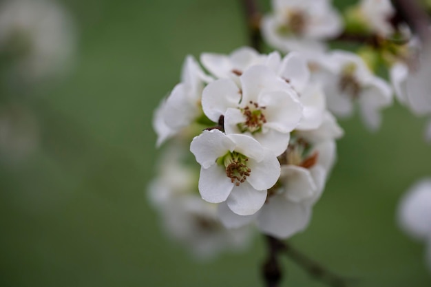 일본 모과 꽃 봄 배경 선택적 초점의 흰 꽃을 닫습니다