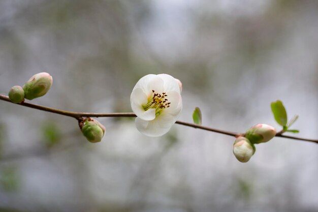 Close up white flowers of japanese quince floral spring background selective focus
