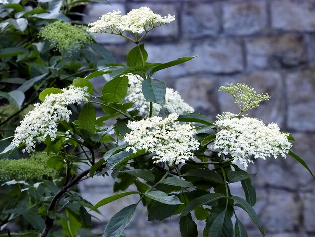 Foto close-up di fiori e foglie bianche