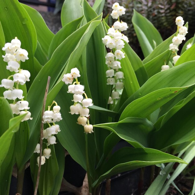 Photo close-up of white flowers and leaves