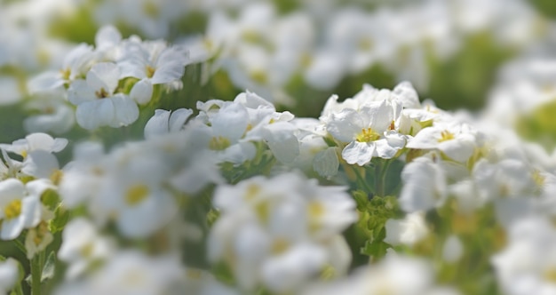 Close up on white flowers of a plant covers crops  blooming in garden