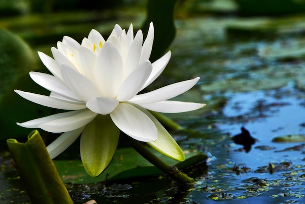 池の白い花のクローズアップ