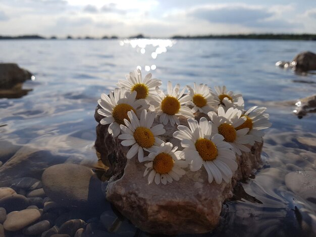 Close-up of white flowers on sea shore