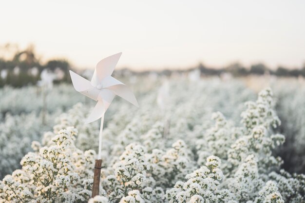 Photo close-up of white flowers on snow