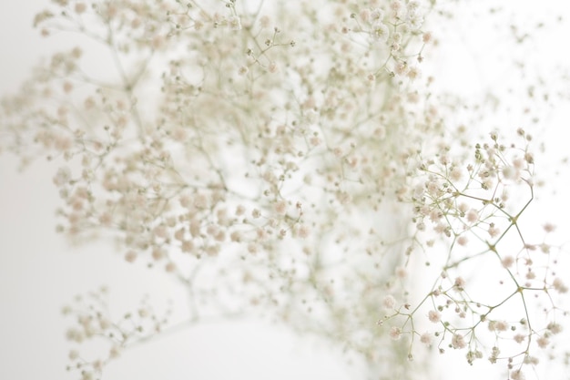 Foto close-up di fiori bianchi nella neve