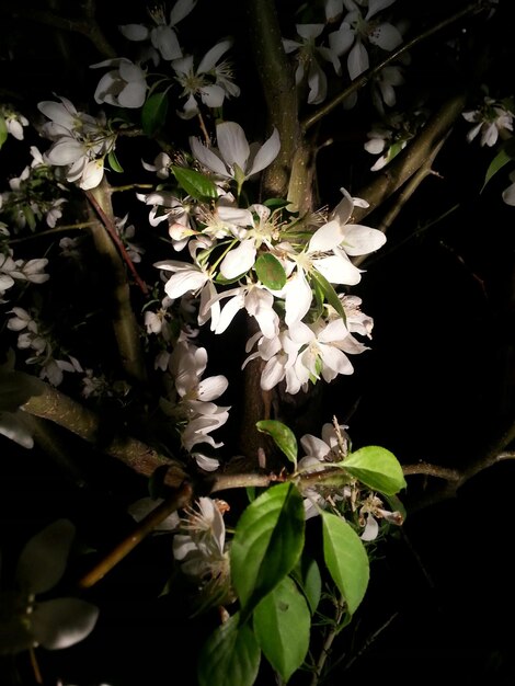 Photo close-up of white flowers on tree at night