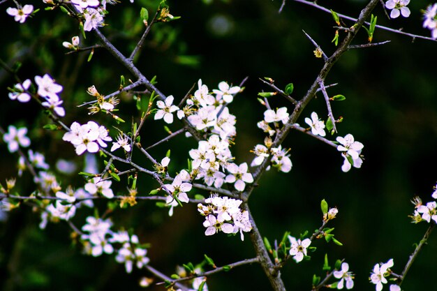 Photo close-up of white flowers on tree