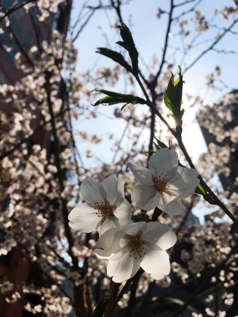 Close-up of white flowers on tree