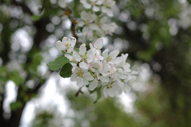 木の白い花のクローズアップ