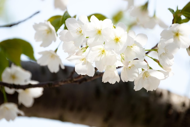 Foto close-up di fiori bianchi sull'albero