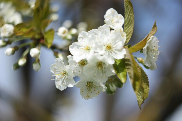 Foto close-up di fiori bianchi sull'albero