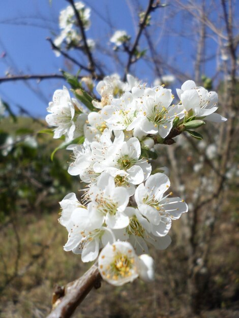 Close-up of white flowers on tree